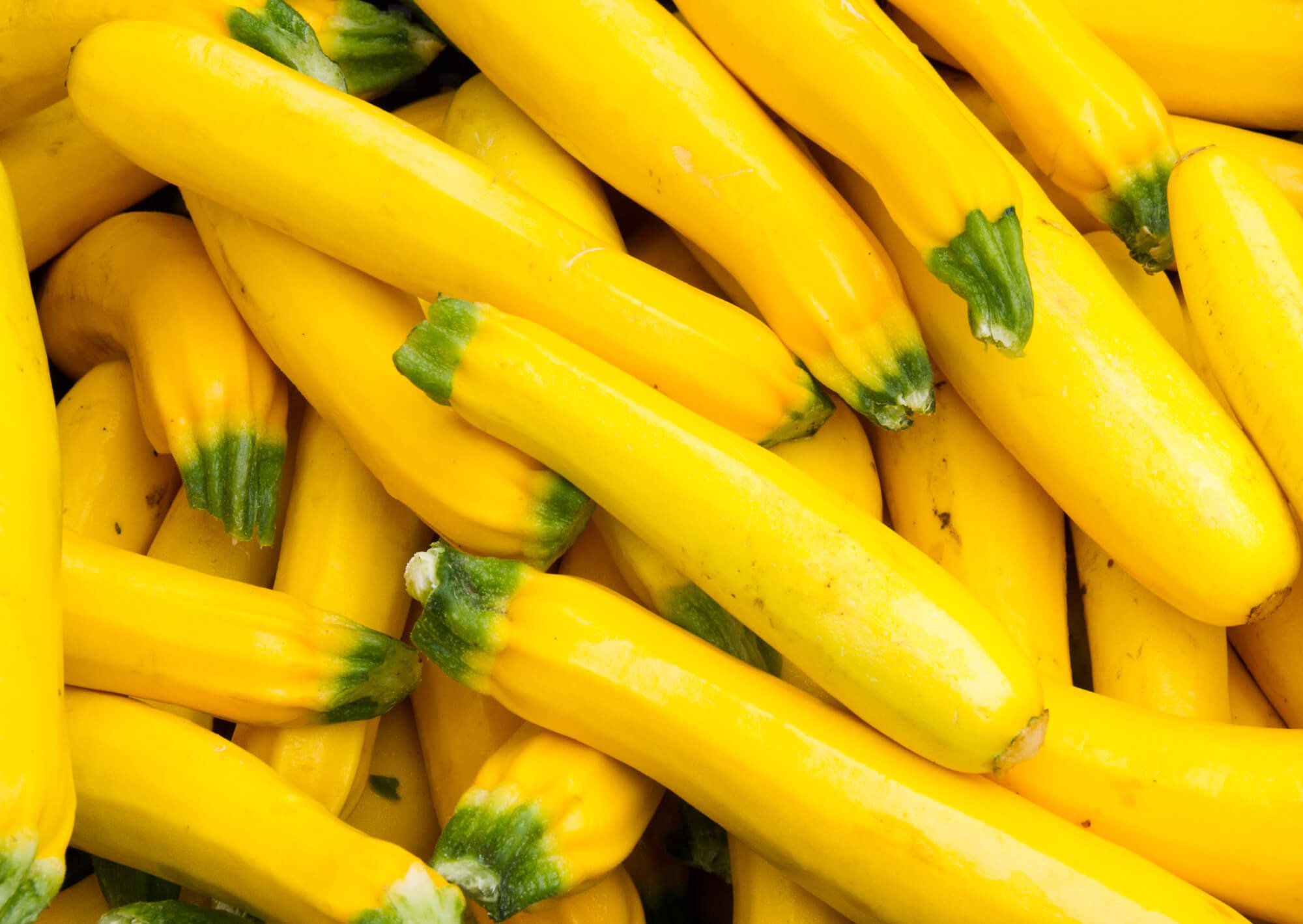 Yellow Squash 