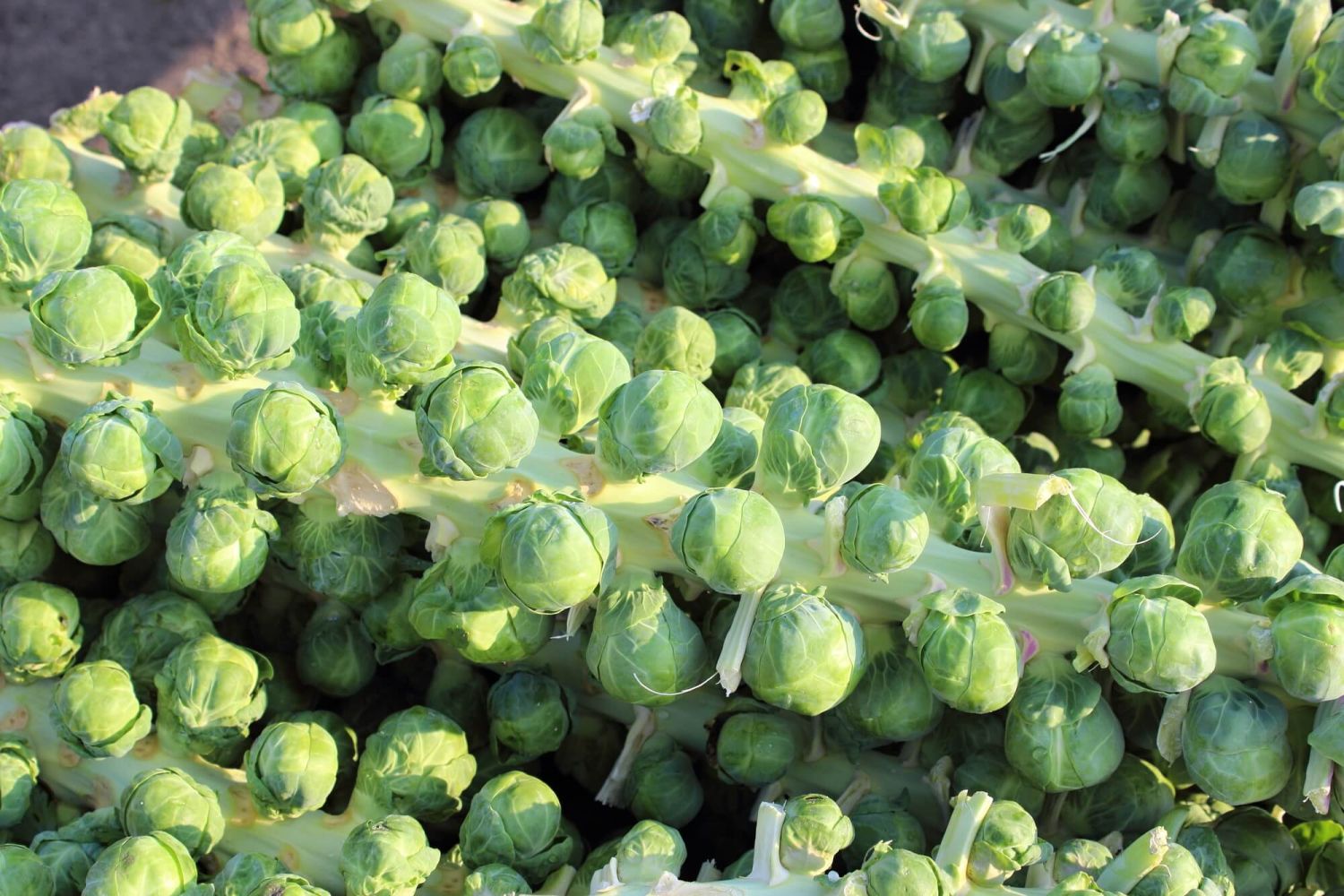 Brussels sprouts stalk with individual sprouts.