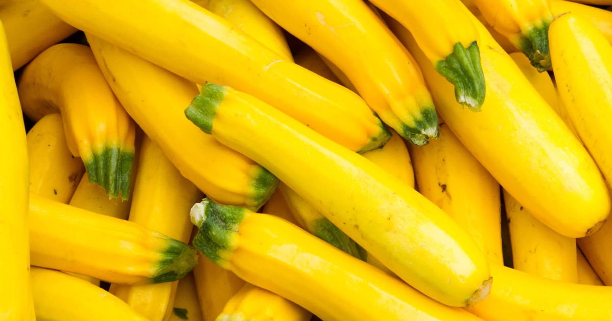 10 pcs vegetable Seeds Summer Yellow Cougette Squash “BALL” 