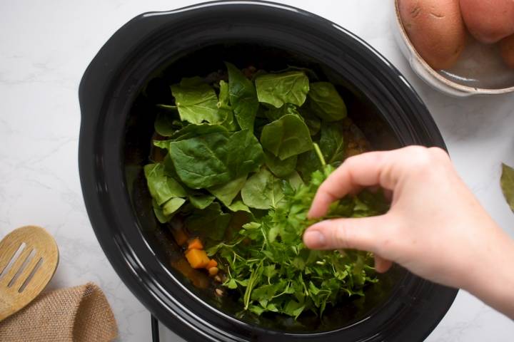 Spinach and parsley being adding to slow cooker lentil soup.