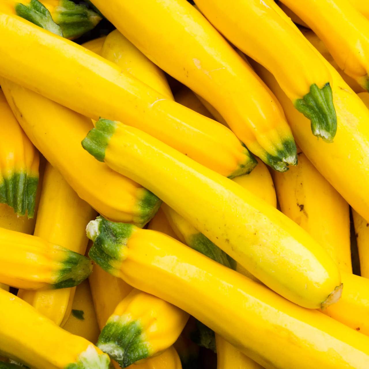 Image of Yellow squash summer garden vegetable